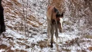 Милый новорожденный жеребенок! Мать не отходит не на шаг! Первые дни жизни!