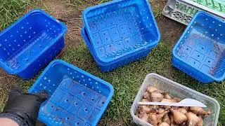БЮДЖЕТНЫЕ корзины для посадки луковичных. Как не потерять луковицы тюльпанов. Осень на ферме.