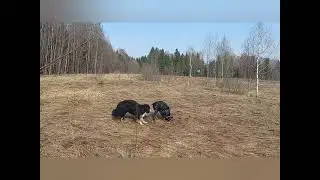 Наш новый друг. Совместный поход в лес.