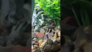 Аквариумный 