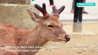Osaka Day Tour: Nara Park, Arashiyama, and Port of Kobe