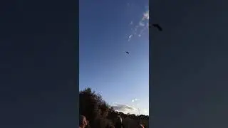 Liberación de búho chico