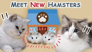 Cats Meet my New Hamsters