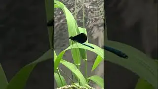 У каждого есть своя Волга..                         Немного летнего солнца и воды.