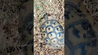 Черепашки ближнего востока