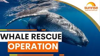 Whale Rescue In Sydney Harbour | Sunrise