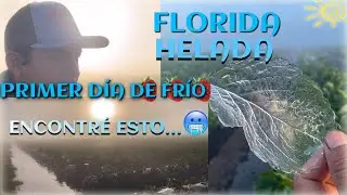 ESTO ENCONTRÉ UN DÍA MÁS FRÍO EN FLORIDA TIERRA DE FRESAS