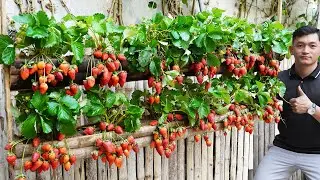 Space Saving Strawberry Gardening Guide Harvest BIG In A Hanging Garden!