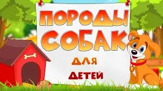 СОБАКИ для ДЕТЕЙ. Учим породы собак. Развивающее видео.