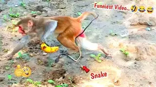 Fake Snake Prank On Monkeys Hilarious Funny Reaction | You Can't Stop Laughing-Must Watch-Part 12
