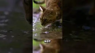 Кот переживёт вас на необитаемом острове