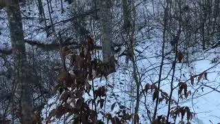 Идем по лесу и поднимаемся на гору