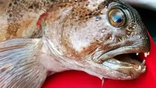 Морская рыбалка, Баренцево море. Сентябрь-2021/Sea fishing, Barents Sea. September-2021
