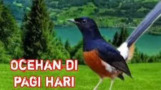 Pancingan murai di pagi hari