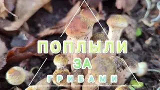 шапарка