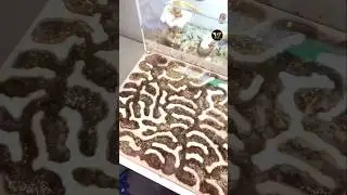 What is an ant's house like from inside