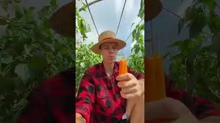 День в деревне - год кормит 🍅🍉🍉