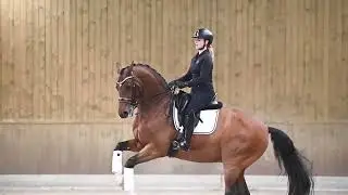 Magical Dressage horse