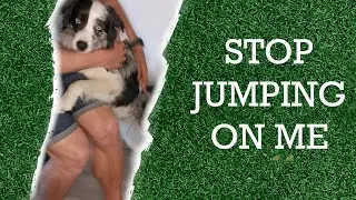 Dog training 101: How to teach your dog not to jump up on you