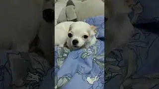 😂 Прикол про петарды 