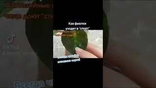 Как фиалки уходят в 