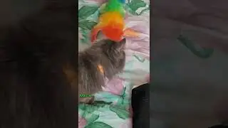 Мася и муха🤣