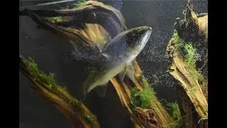 Pet Bass Tank Update! - LIVE Feeding