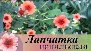 Лапчатка непальская - красивый многолетник в моем саду.