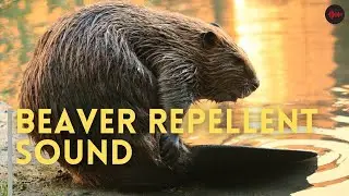 Beaver Repellent Sound