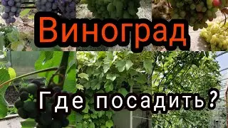 где посадить виноград на даче