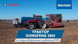 Трактор DongFeng на уборке сахарной свеклы