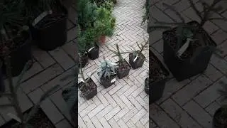 🌲Ель росеоспиката, зе блюз, голд дрифт, рыдал, мекки | Telegram: 