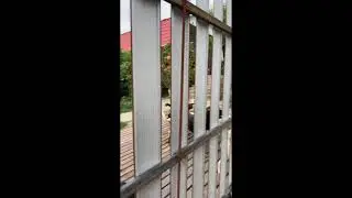 Лана Помощь Бездомным Животным Вечер в нашем гнездышке )