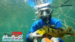 Pesca sub no Velho chico - última parte