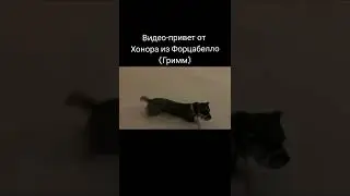 Зимний видео-привет от Кане Корсо Хонор из Форцабелло (Гримм)
