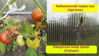 Урожай у теплиці/Небезпечний павук-оса (Аргіопа)/Harvest in the greenhouse/Spider wasp (Argiope)
