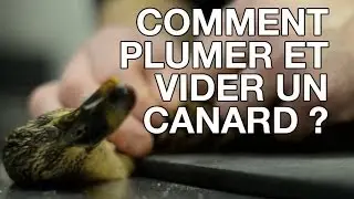 Comment plumer et vider un canard ? - Les trucs et astuces de Chassons TV (n°14)
