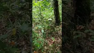 Что за пакет? 🤔