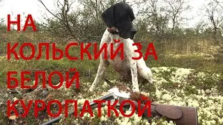 Охота и рыбалка на Кольском | Живу один в палатке в тундре