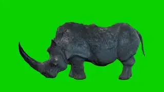 Rhino Green Screen | Green Screen Rhinoceros | Green Screen Genda | No Copyright Video |