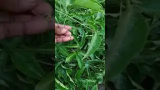 SENTE GWEZIYITA MUNGALO LILINO