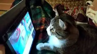 Кот любит смотреть кино