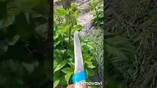 Друзья, объясняю снова по обрезке ремонтантной ежевики 😉