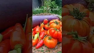 Tim tomat apa cabai #minivlog #berkebun #harvesting #tomato #minigarden #asmr #gardening #slowliving