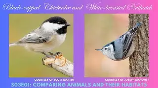 Comparing the Black-capped Chickadee and White-breasted Nuthatch