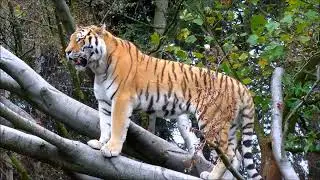 Амурский тигр🐯
