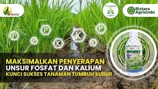 Manfaat Utama BIOMAX Part 2 || Penyerapan Pupuk Fosfat dan Kalium Lebih Maksimal Hanya Dengan BIOMAX