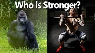 How strong is a Gorilla Compared to a Human?