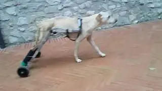 carrellino fai da te per cane paralizzato