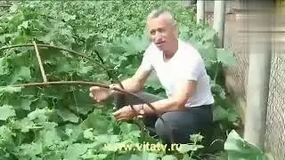 Сас, жиж, нон, rar. Огурец дает сисю [RYTP]